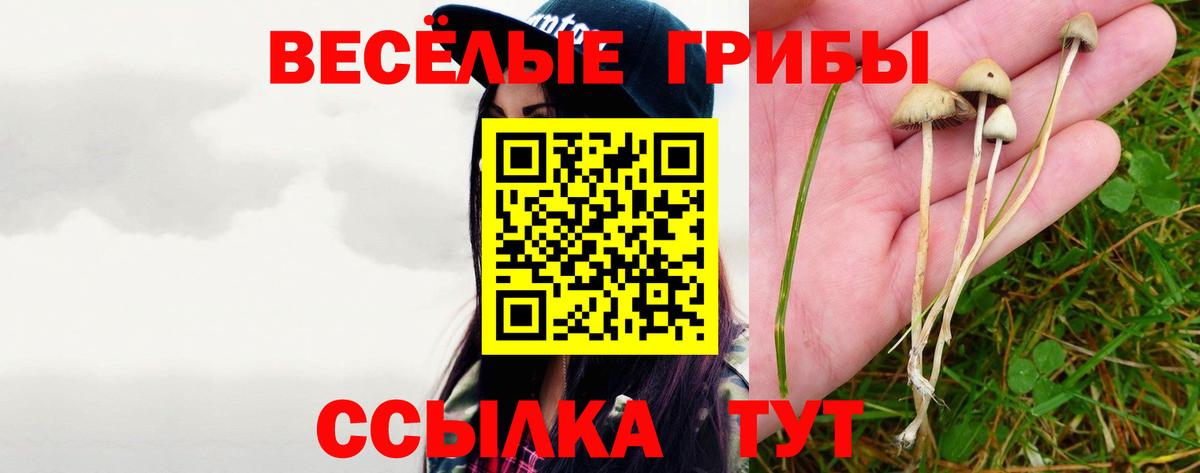 Кореновск  Псилоцибиновые грибы Psilocybe  Вход с VPN  Псилоцибиновые грибы Psilocybine cubensis 